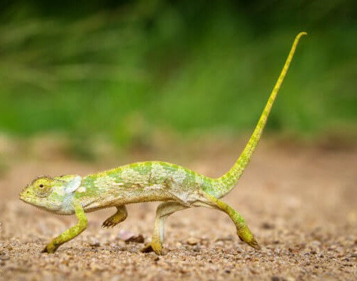 Importance de la lumière UV pour les reptiles