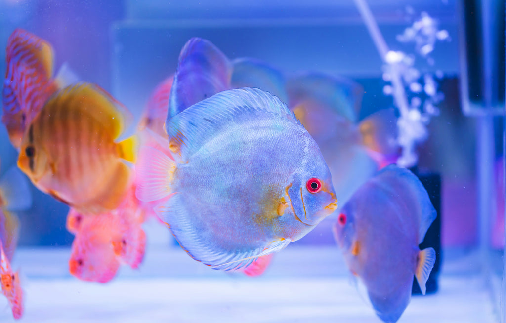 Discus Breeding: A Complete Guide 