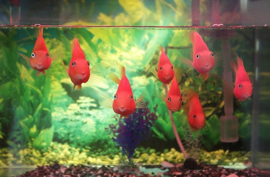 Conseils pour les nouveaux éleveurs de poissons et crevettes!