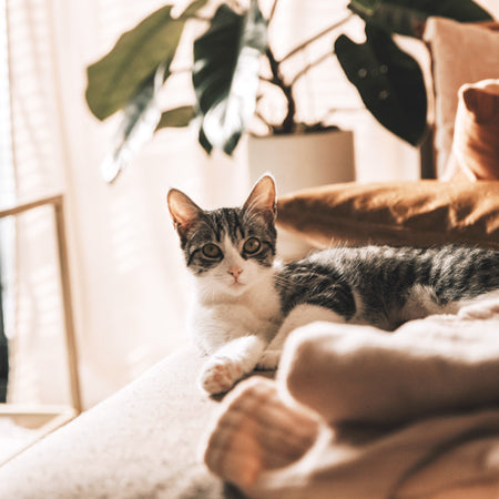 Traiter efficacement son animal contre les parasites