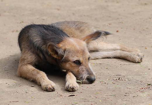 Déceler une infestation de parasites chez le chien ou le chat