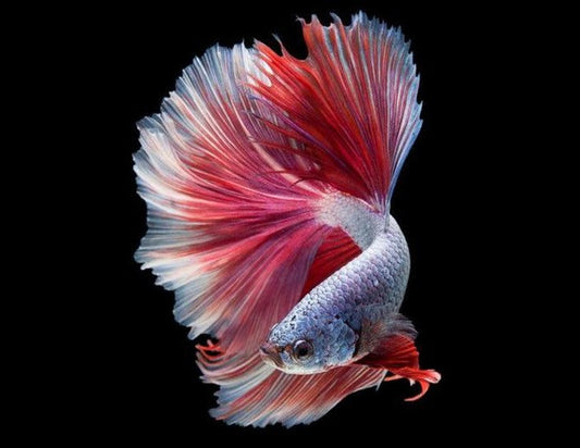 Betta Splendens: Informations utiles concernant le poisson combattant