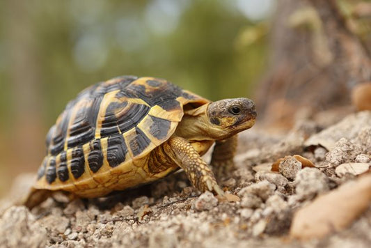 Les Tortues Hermann: Des compagnons majestueux à découvrir et à chérir