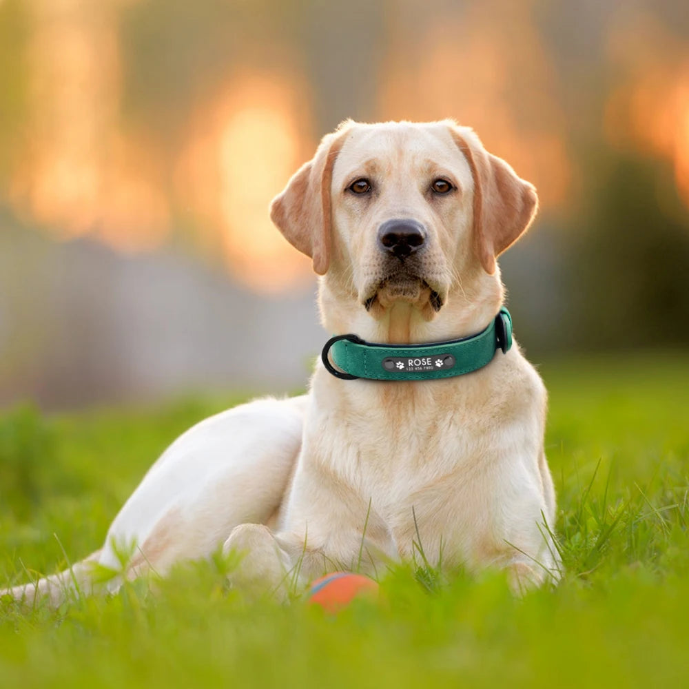 Collier pour Chien Personnalisé en Cuir avec Étiquette d'Identification - Pour Petits, Moyens et Grands Chiens-5-Petmonde