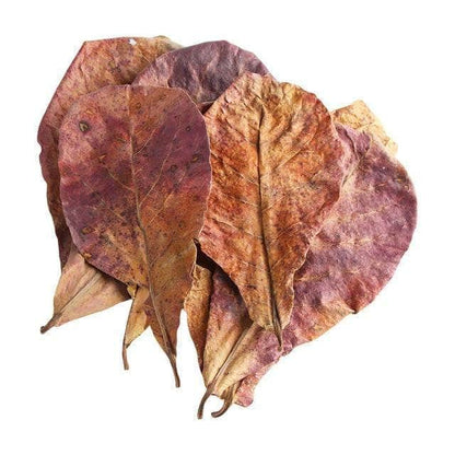 10 feuilles de badamier Terminalia Catappa bactéricide naturel amélioration et maintien de la qualité et du pH de l'eau aquarium-3-Petmonde