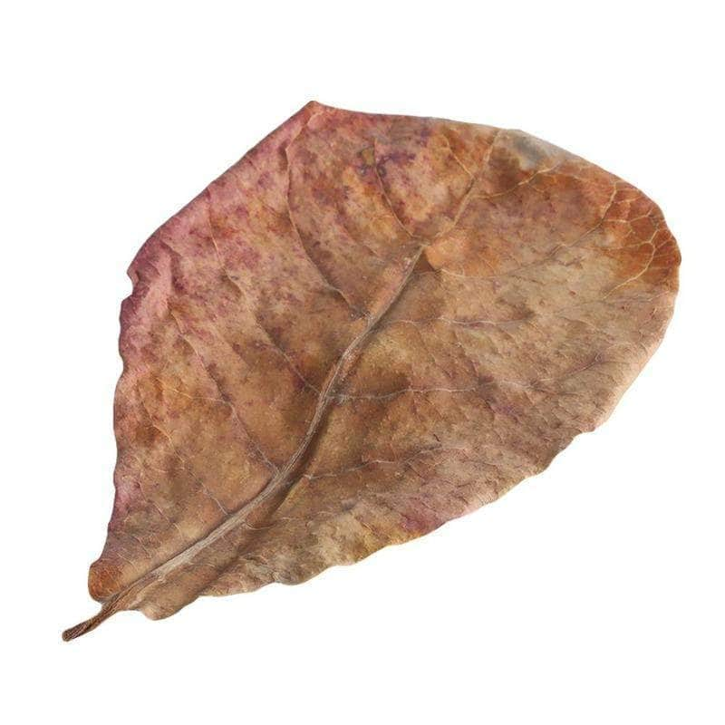 10 feuilles de badamier Terminalia Catappa bactéricide naturel amélioration et maintien de la qualité et du pH de l'eau aquarium-5-Petmonde